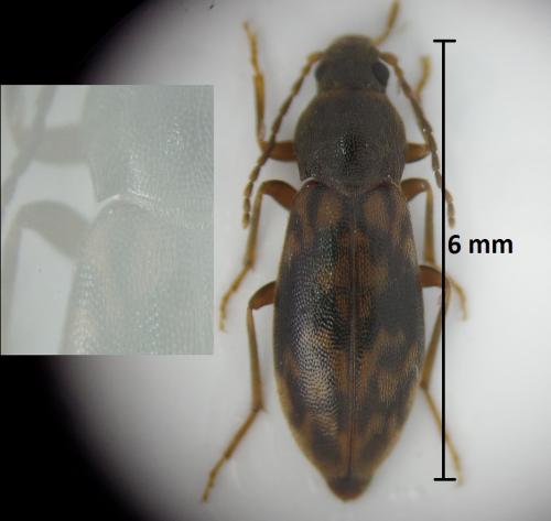 Réf. 183 392 : Marolia variegata